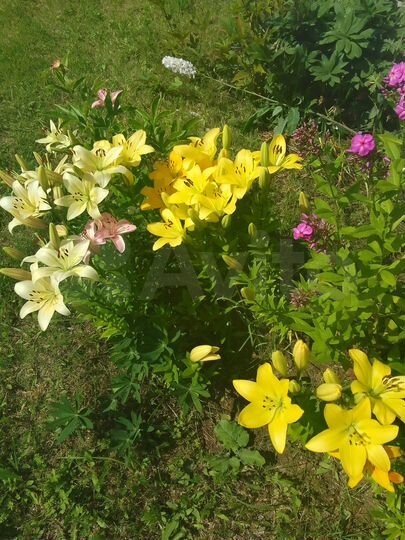 Дом 25 м² на участке 12 сот.