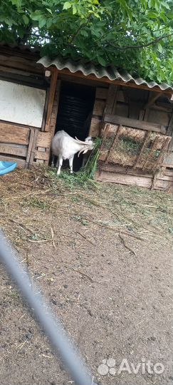 Коза дойная