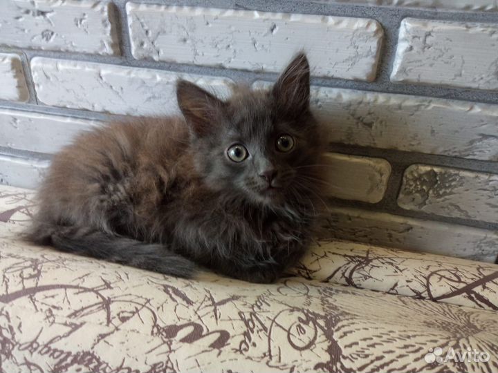 Котеночек в добрые руки