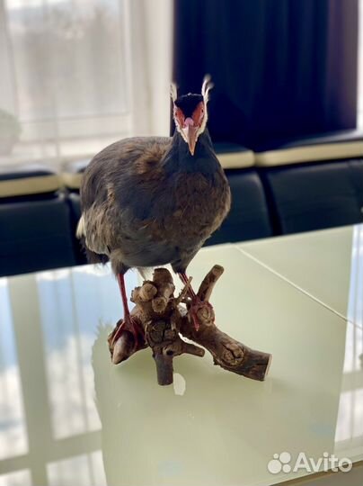 Чучело Фазана ушастого