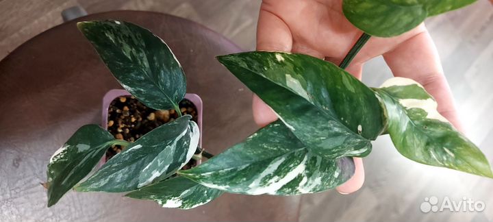 Эпипремнум вайт марбл,сциндапсусы