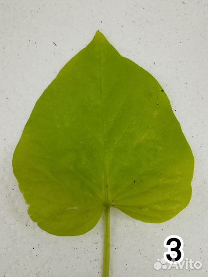 Ипомея батат