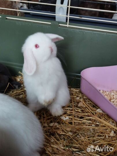 Нежные белоснежные малыши