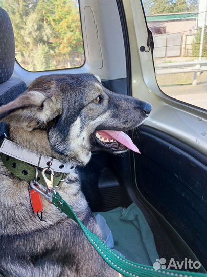 Зоотакси (перевозка животных)