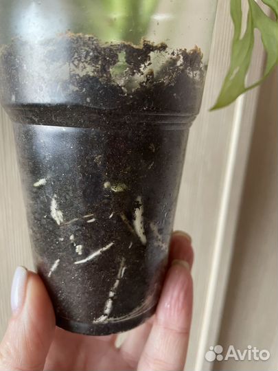 Монстера Манки