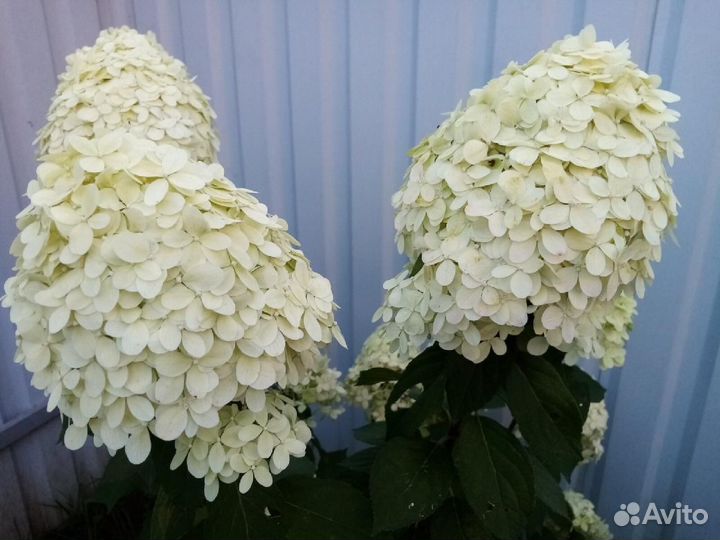 Гортензия метельчатая