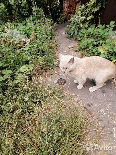 Котик ищет дом