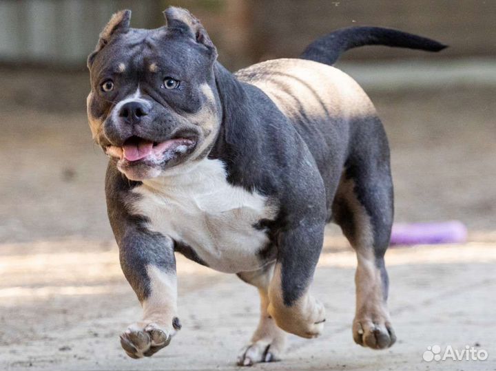 Американский булли микро покет девочка
