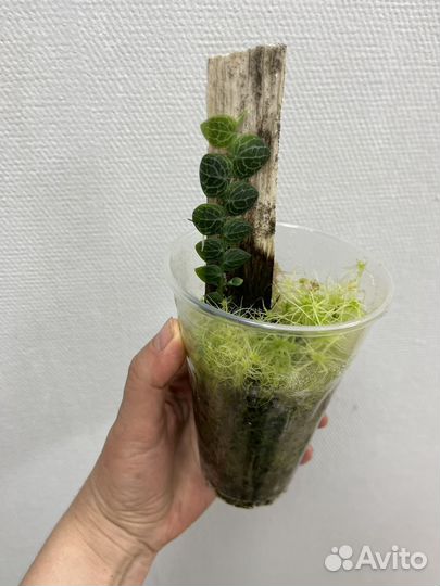 Рафидофора криптанта растение для флорариума