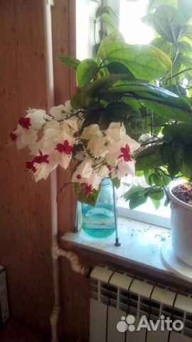 Клеродендрум томпсон