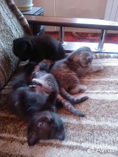 Котята в добрые руки