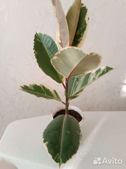 Фикус пятнистый