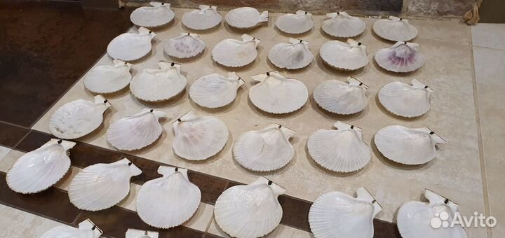 Раковины морские гребешки