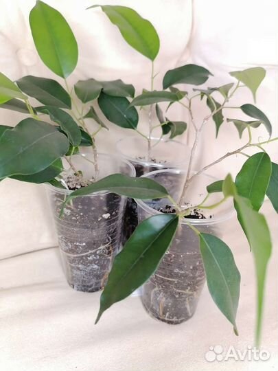 Фикус Бенджамина