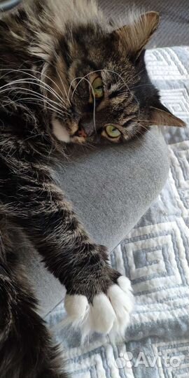 Кошка в дар бесплатно