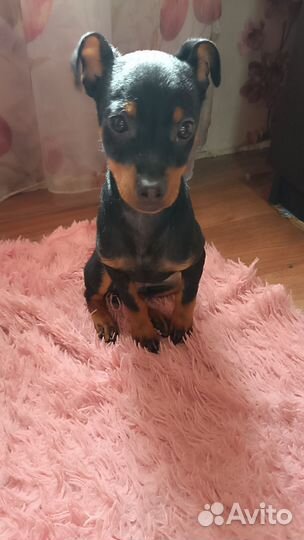 Русский той-терьер