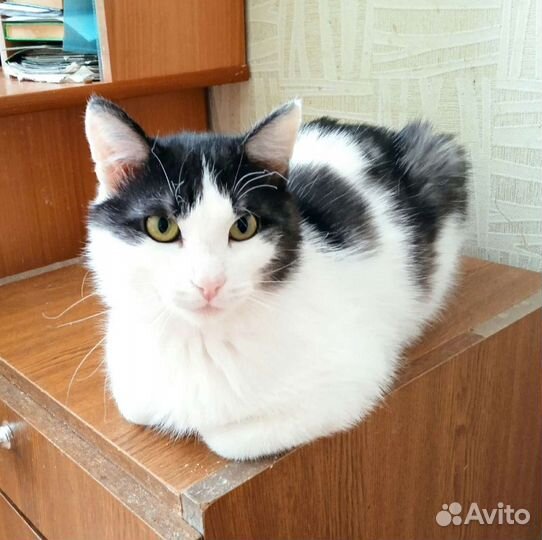 Котик