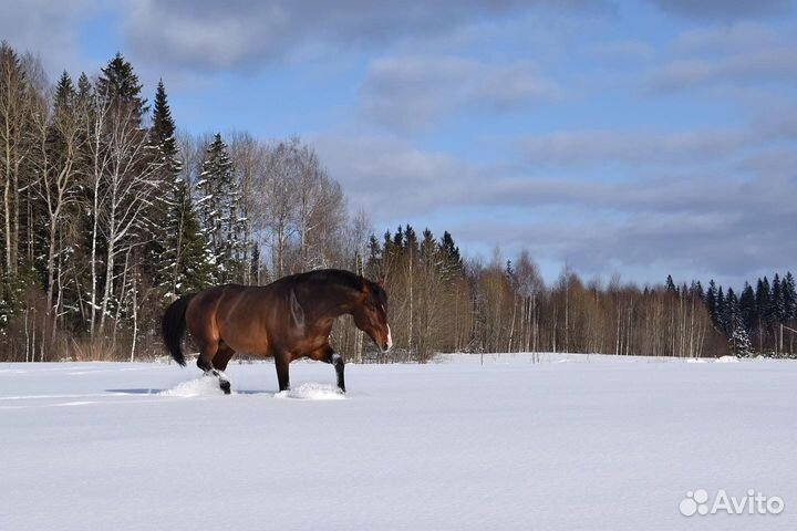 Ганноверский мерин в конкур/выездку