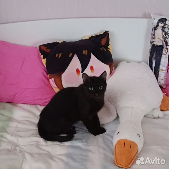 Котик Деймон, очень любит собак