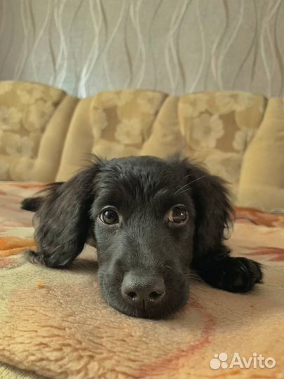 Кокер спаниель