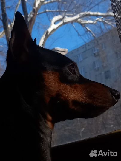 Вязка цвергпинчер