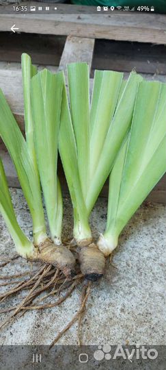 Ирисы бородатые сортовые