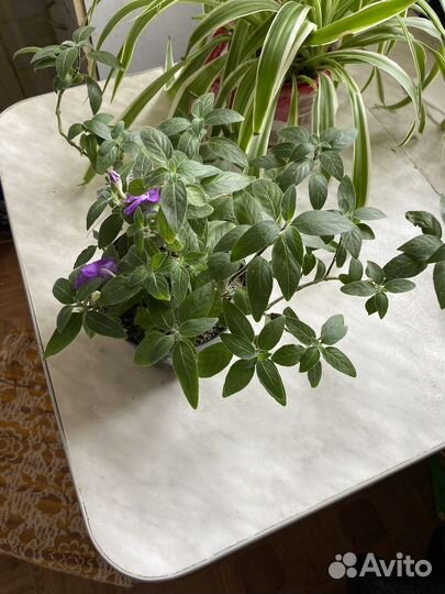 Руэллия (комнатные растения)