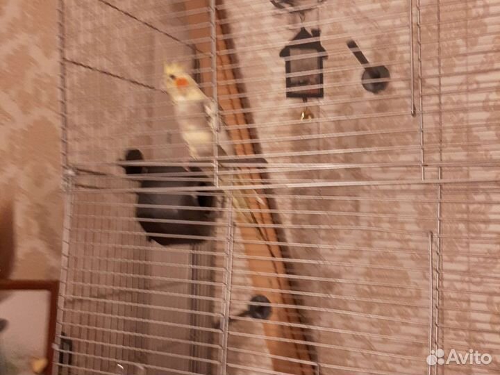 Попугай корелла с клеткой