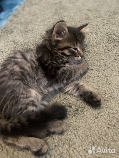 Котята в добрые руки бесплатно