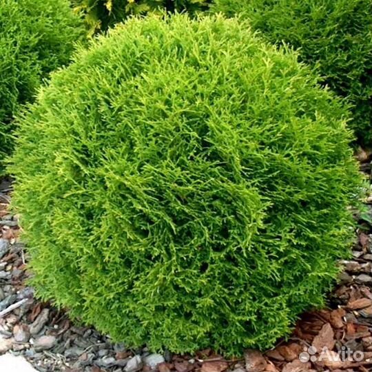 Туя западная Даника