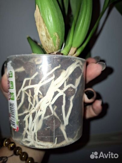 Орхидея энциклия кохлеата