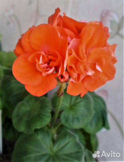 Сортовая пеларгония черенки кусты семена