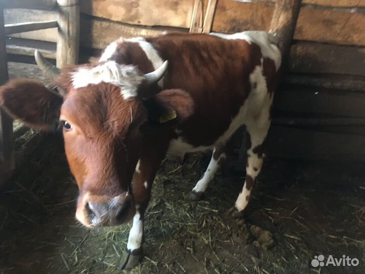 Телка не стельная