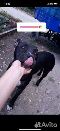 Собаки бесплатно в добрые руки в связи с переездом