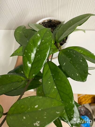 Хойя карноза