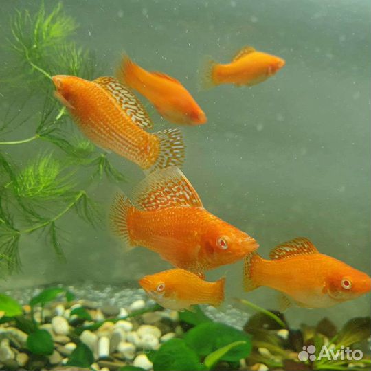 Аквариумные рыбки