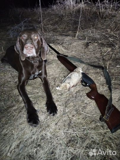 Курцхаар вязка