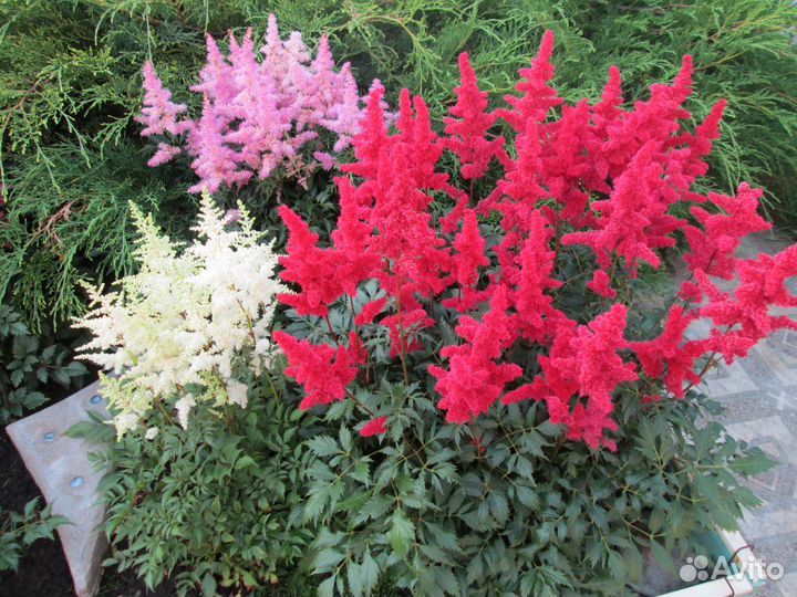 Астильба - Красивые сорта