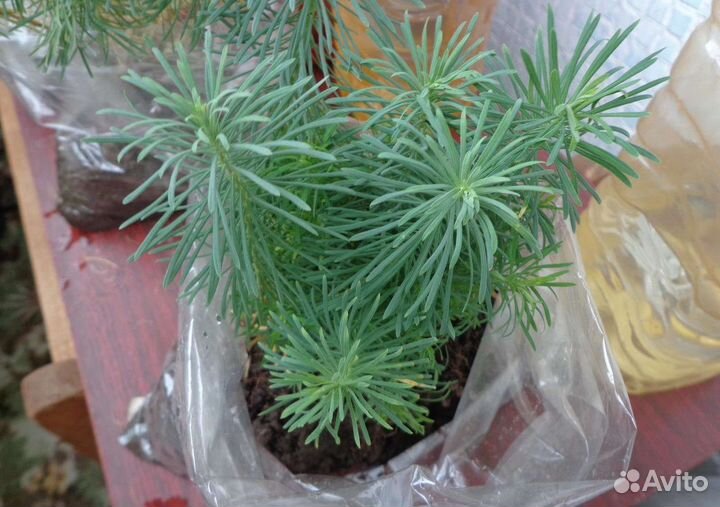 Молочай кипарисовый