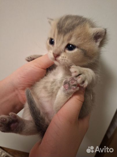 Шотландская шиншилла