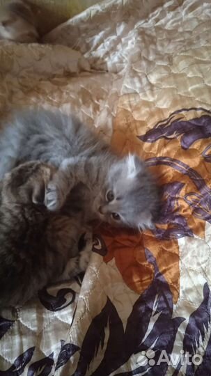 Вислоухие котята