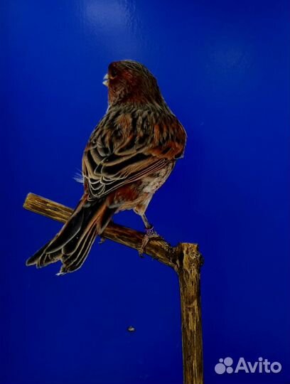 Кенара и канарейки