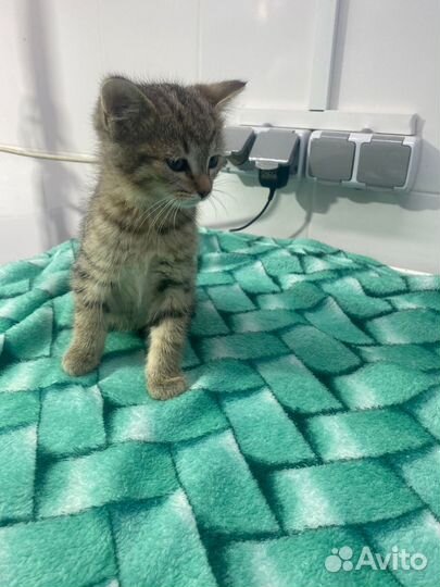 Отдаю бесплатно Котики 4 месяца