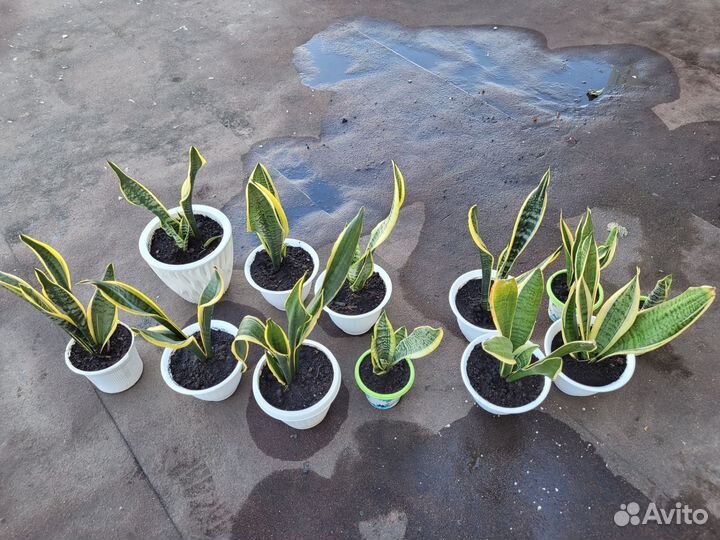 Цветы комнатные Сансевиерия