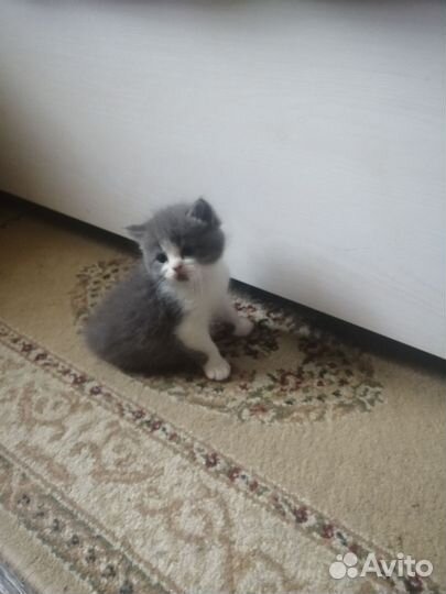 Отдам в добрые руки