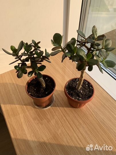 Денежное дерево толстянка