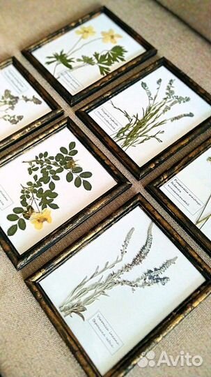 Гербарная коллекция картин