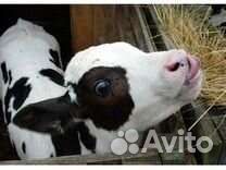 Телочка 2 месяца