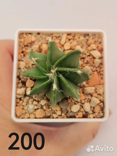 Суккуленты