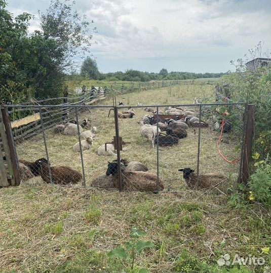 Овцы бараны ягнята